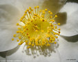 vignette Camélia ' MADAME LOURMAND ' camellia japonica