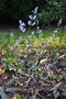 vignette Abeliophyllum distichum 'Roseum'