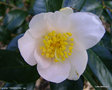 vignette Camélia ' TENDRESSE ' camellia japonica