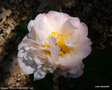 vignette Camélia ' HIGH FRAGRANCE 'camellia hybride parfumé