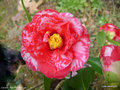 vignette Camélia ' MASAYOSHI ' camellia japonica syn . Donckelaeri