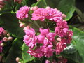 vignette Kalanchoe blossfeldiana