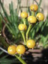 vignette Solanum bonariensis, fruits