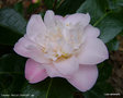 vignette Camélia ' BALLET DANCER ' camellia japonica
