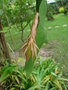 vignette Epiphyllum Oxypetalum