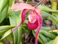 vignette paphiopedilum