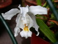 vignette cattleya