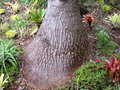 vignette beaucarnea recurvata