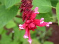 vignette salvia involucrata