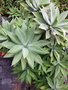 vignette agave attenuata