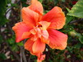 vignette hibiscus rosa-sinensis