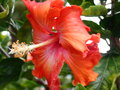 vignette hibiscus rosa-sinensis