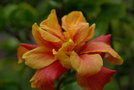 vignette hibiscus rosa-sinensis