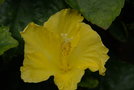 vignette hibiscus rosa-sinensis