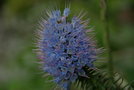 vignette Massaroco ou chium fastuosum