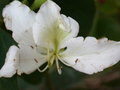 vignette fleur de bauhinia