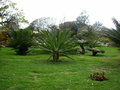 vignette cycas revoluta