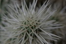 vignette opuntia rosea