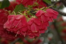 vignette dombeya cacuminum