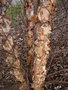 vignette Betula nigra - Bouleau noir