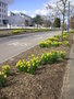 vignette Narcissus 'February Gold' - Narcisses plantes sur l'Avenue Le Gorgeu