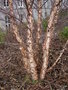 vignette Betula nigra - Bouleau noir / Betulaceae - Betulacées