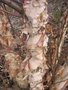 vignette Betula nigra - Bouleau noir
