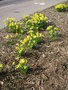 vignette Narcissus 'February Gold' - Narcisses plantes sur l'Avenue Le Gorgeu