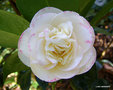 vignette Camélia  mutation de  'MARGARET DAVIS ' camellia japonica