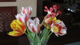 vignette tulipes du jardin