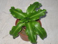 vignette Veltheimia viridifolia=Veltheimia bracteata=Veltheimia undulata