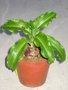 vignette Veltheimia viridifolia=Veltheimia bracteata=Veltheimia undulata