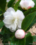 vignette Camélia ' CINNAMON CINDY ' camellia hybride de lutchuensis, parfumé