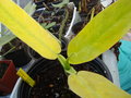 vignette Philodendron Jose buono(hybride)