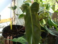 vignette Philodendron Santa Leopoldina superbum