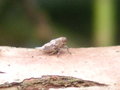 vignette Issus coleoptratus - Larve cicadelle