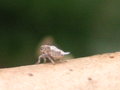 vignette Issus coleoptratus - Larve cicadelle