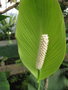 vignette Spathiphyllum blandum