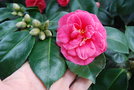 vignette Camellia japonica 'Noisette'   (Noisette Frres, Nantes 1857)