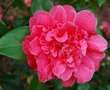 vignette Camellia japonica 'Madame Martin Cachet'   (Bahuaud-Litou, F 1920)