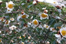 vignette Camellia yunnanensis   / Thaces   / Yunnan,Sichuan
