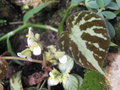 vignette Begonia imperialis