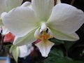 vignette Phalaenopsis au 07 03 09