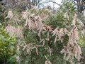 vignette Pieris japonica little heath variegata au 07 03 09