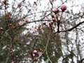 vignette Prunus pissardii en debut de floraison au 07 03 09