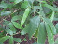vignette Guadua angustifolia