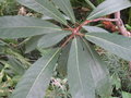 vignette Ficus saussureana