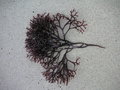 vignette Pioka, Pioca, Chondrus crispus, lichen carrageen, liquin, bezhin bihan, irish moss