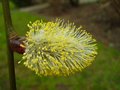 vignette Salix caprea pendula