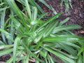 vignette Chlorophytum capense